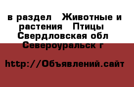  в раздел : Животные и растения » Птицы . Свердловская обл.,Североуральск г.